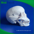 MFM004 Hot China Products Wholesale Plastic Skull Model